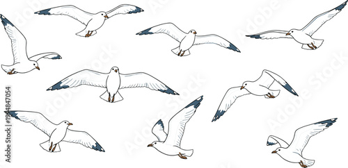 Illustration Set of Flying Seagulls in Different Poses for Nature and Wildlife Design Projects