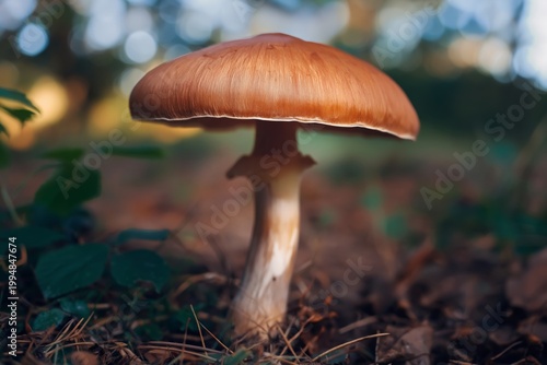Mushroom Growing on Forest Floor in Bright Sunlight During Warm Afternoon