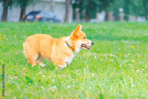 Corgi dog running on the grass in park, side view