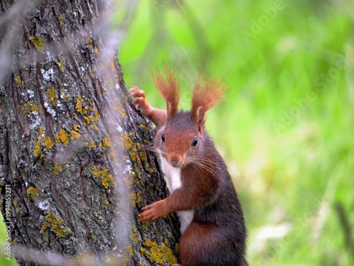 Mammals