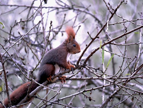 Mammals