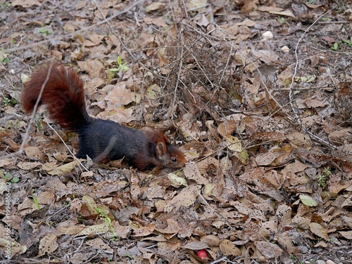Mammals