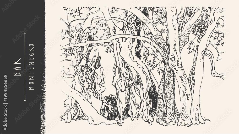 Obraz premium Olive tree sketch vector drawing. Hand-drawn branch, trunk, leaf, roots. Vintage engraving Bar, Montenegro line art illustration. Organic plant silhouette. Greek culture symbol, agriculture label bg