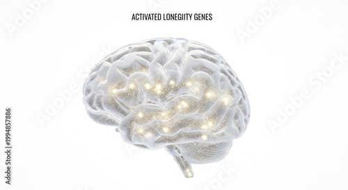 An illustration of a brain with activated longevity genes represented by glowing lights