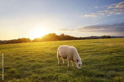 Sheep Grazing in a Green Field During Sunset in a Rural Area