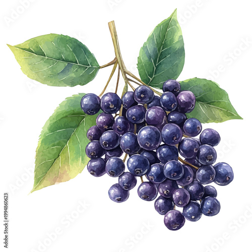 Elderberry, detailed watercolor painting, isolated on a white background.