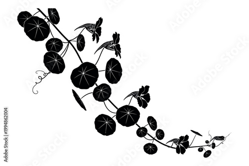 Silhouette of a flowering plant with berries and leaves