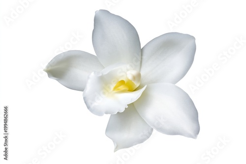 White Flower With Yellow Center Stands out on Plain Background
