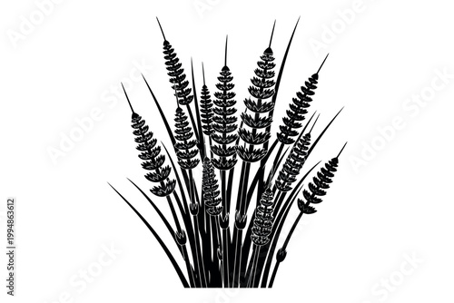 Silhouette of wheat or barley plants on white background