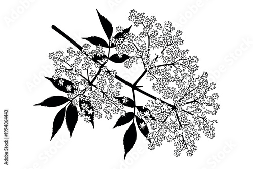 Silhouette of a flowering tree branch with leaves and blossoms