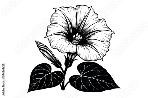 Silhouette of a flowering plant with large bloom and leaves