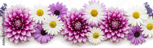Vibrant floral border vector illustration with purple dahlias white daisies and lavender sprigs isolated on white background