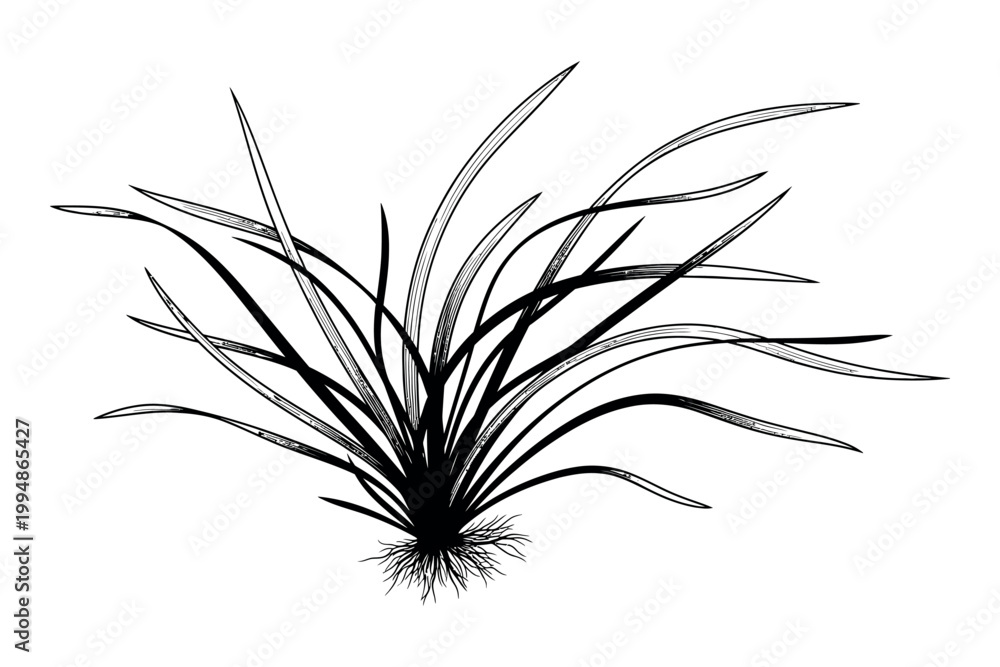 Fototapeta premium Silhouette of a plant with long thin leaves