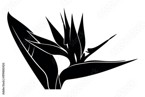 Silhouette of a plant with long leaves and spiky center