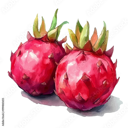 watercolor graphic of Dragon Fruit illustration, isolated on a white background.