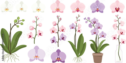 Orchid Flower Collection Set with Blooms, Stems, Roots, Potted Plants, and Vase for Exotic Botanical and Floral Nature Designs.