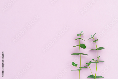 Obraz na plátne Green plants sit on a pink background showing simple plant life and color contra