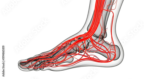 An anatomical illustration of the human foot showing the complex network of nerves and blood vessels.