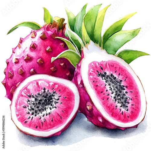 watercolor painting of Dragon Fruit graphic, isolated on a white background.
