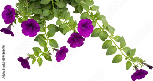 Vibrant purple petunia flowers with green leaves cascading across a clean white background in a vector illustration style