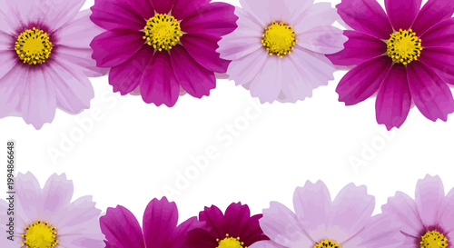 Vibrant pink and magenta cosmos flower border vector illustration on a clean white background for floral design