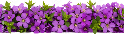 Horizontal vector border of vibrant purple Mexican heather flowers with green leaves isolated on white background