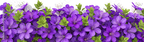 Vibrant Purple Spring Flower Border Vector Illustration with Green Leaves and White Copy Space for Floral Design