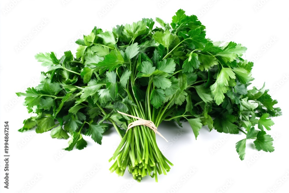 Obraz premium Fresh Bunch of Cilantro on a White Background Ready for Cooking or Garnishing Food Dishes