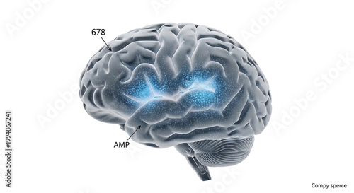 A detailed illustration of a human brain with highlighted areas and labels