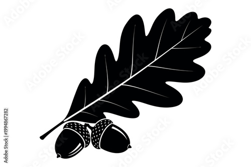 Silhouette of an oak leaf with acorns on a white background