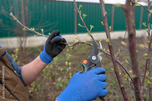 A close-up of a gardener's hands in blue protective gloves cutting a leafy tree branch with pruning shears on a sunny spring day.