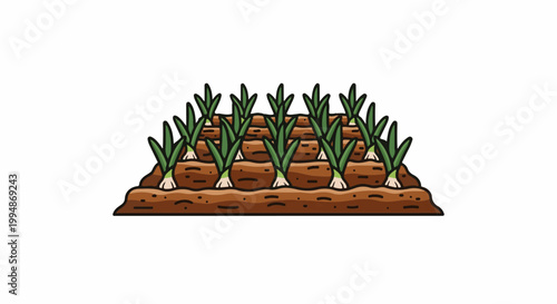 Rows of green onions grow in rich brown soil