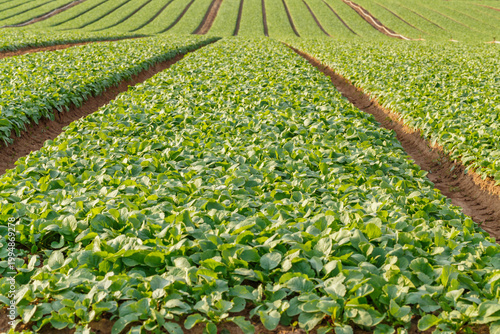Fotografie Green plants grow in neat rows on a farm field on a sunny day during spring seas