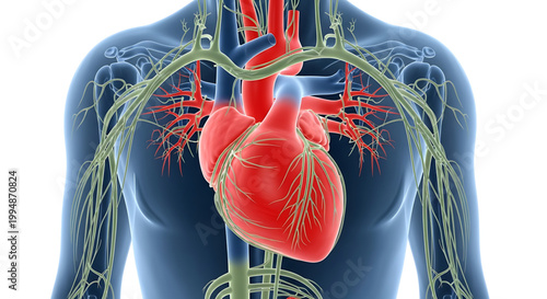 A detailed illustration of the human heart and circulatory system