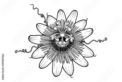 Bee collecting nectar from a flower silhouette