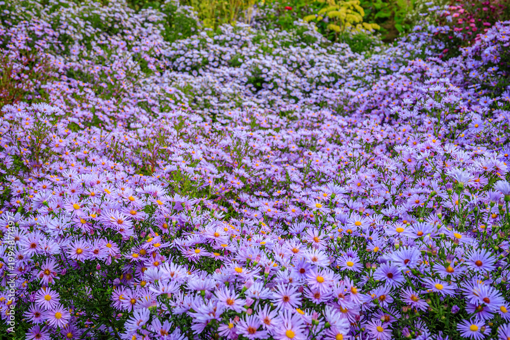 Obraz premium Field of purple flowers in bloom during the sunny afternoon in a garden setting with various plants surrounding