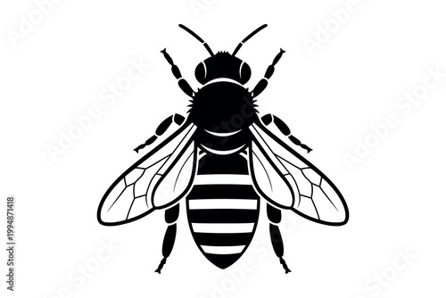 Detailed black and white illustration of a honeybee in flight