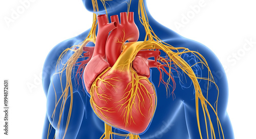 A detailed illustration of the human heart and nervous system