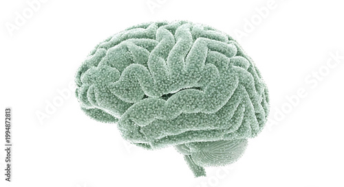 A detailed illustration of a human brain with a textured surface