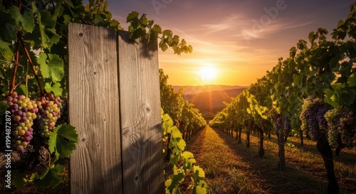 Serene vineyard landscape during sunset with ripe grapes hanging from vines. Stunning vineyard scene showcases lush grapevines glowing in warm evening light,