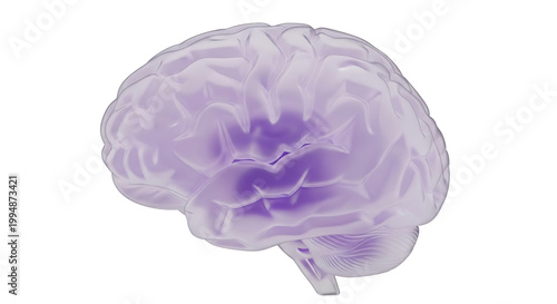 A translucent purple brain illustration on a white background