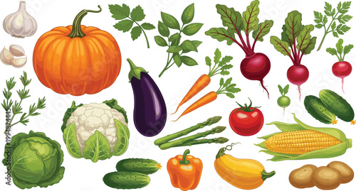 Colorful Realistic Fresh Vegetable Collection with Pumpkin Eggplant Carrot Beetroot Cauliflower Cabbage Asparagus Tomato Corn Pepper Zucchini Potato Radish Vector Set