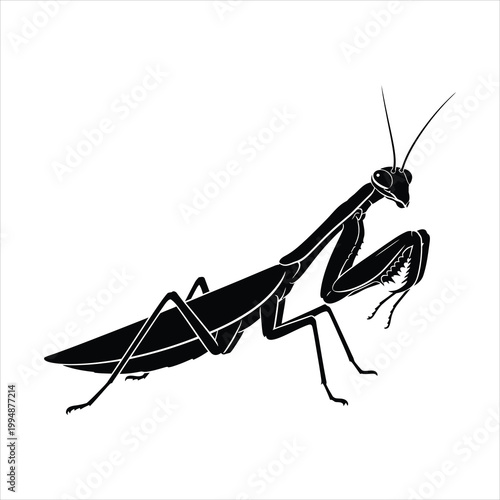 Praying mantis black silhouette vector illustration side view isolated on white