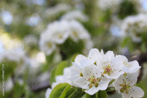 close up view of beautiful white blossom of pear tree in spring