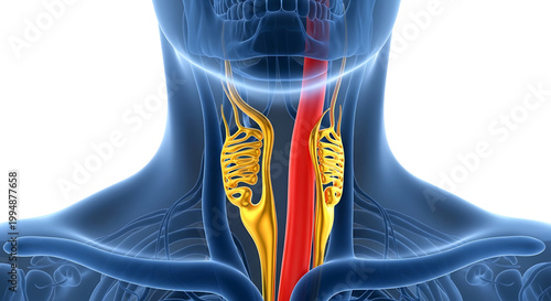 Anatomical illustration of the human neck showing the trachea and larynx