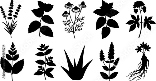 Black Silhouette Medicinal Herb and Plant Icon Collection Including Lavender Mint Aloe Chamomile and Ginseng