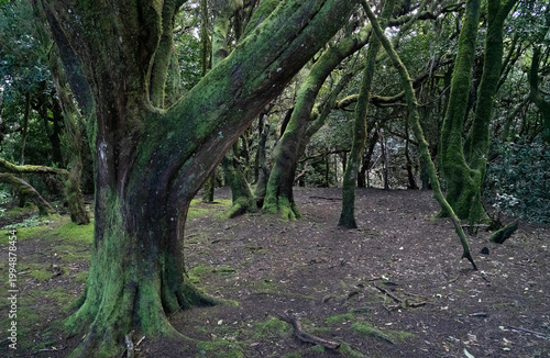 Anaga relict forest and park, Tenerife, Spain, Canary islands
