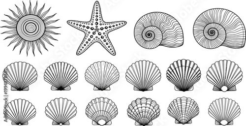 Hand drawn seashell collection including scallop shells nautilus spiral starfish and sun motif in detailed black line art isolated on white background