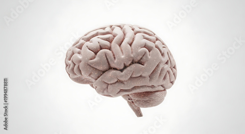 A detailed illustration of a human brain on a white background