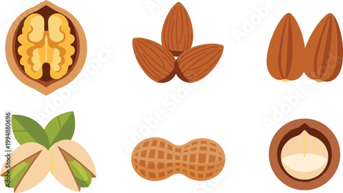 Mixed Nuts Vector Set with Walnut, Almond, Pistachio, Peanut and Hazelnut for Healthy Snack, Food, and Botanical Illustration Projects